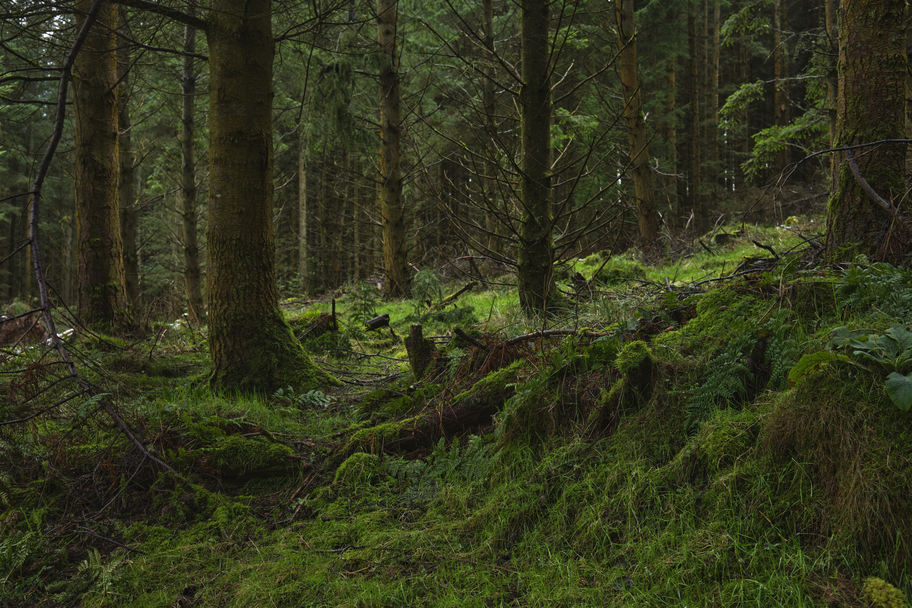 Tree, green and moss. What’s not to love