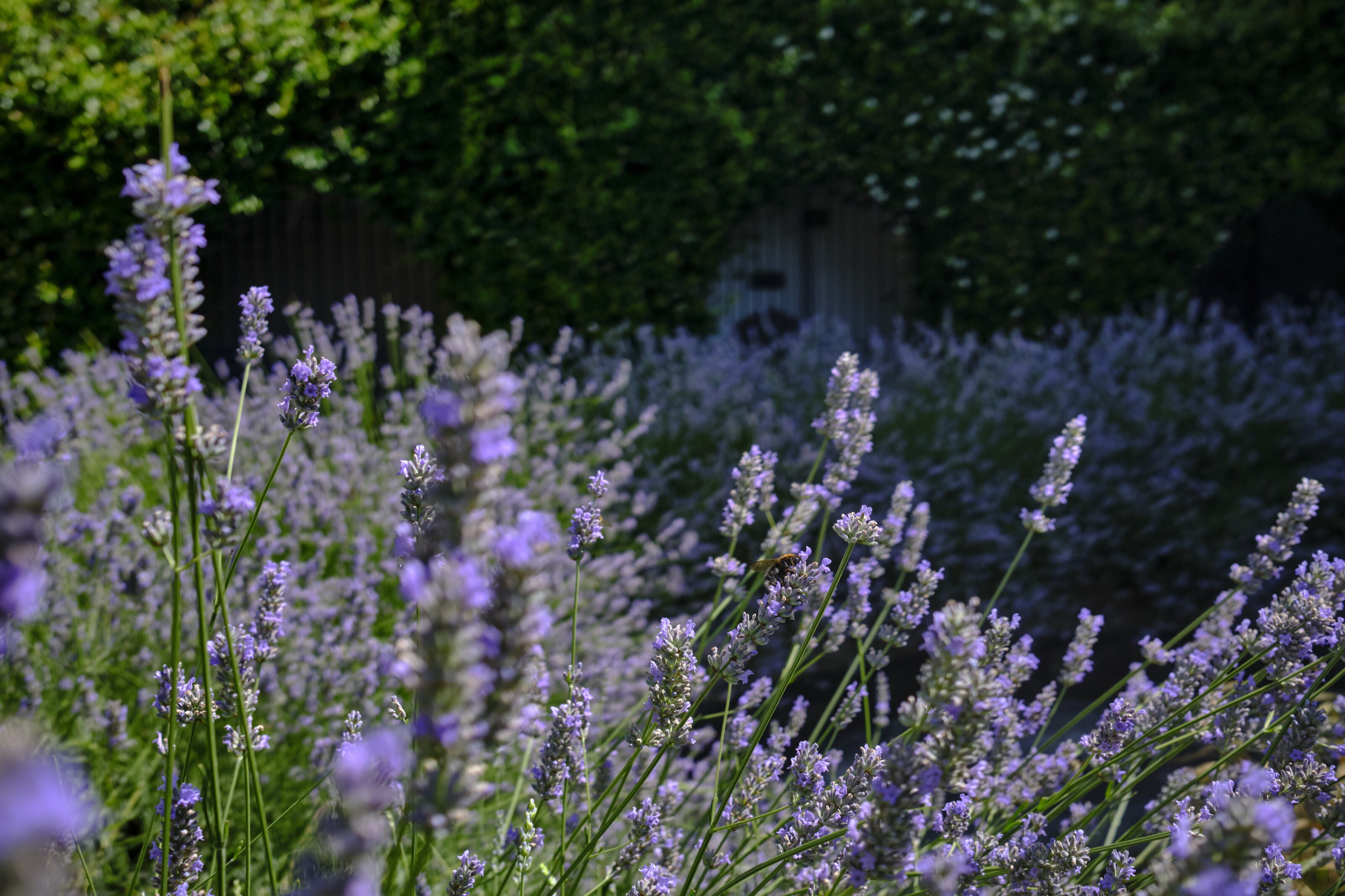 A sea of lavender, a bees dream