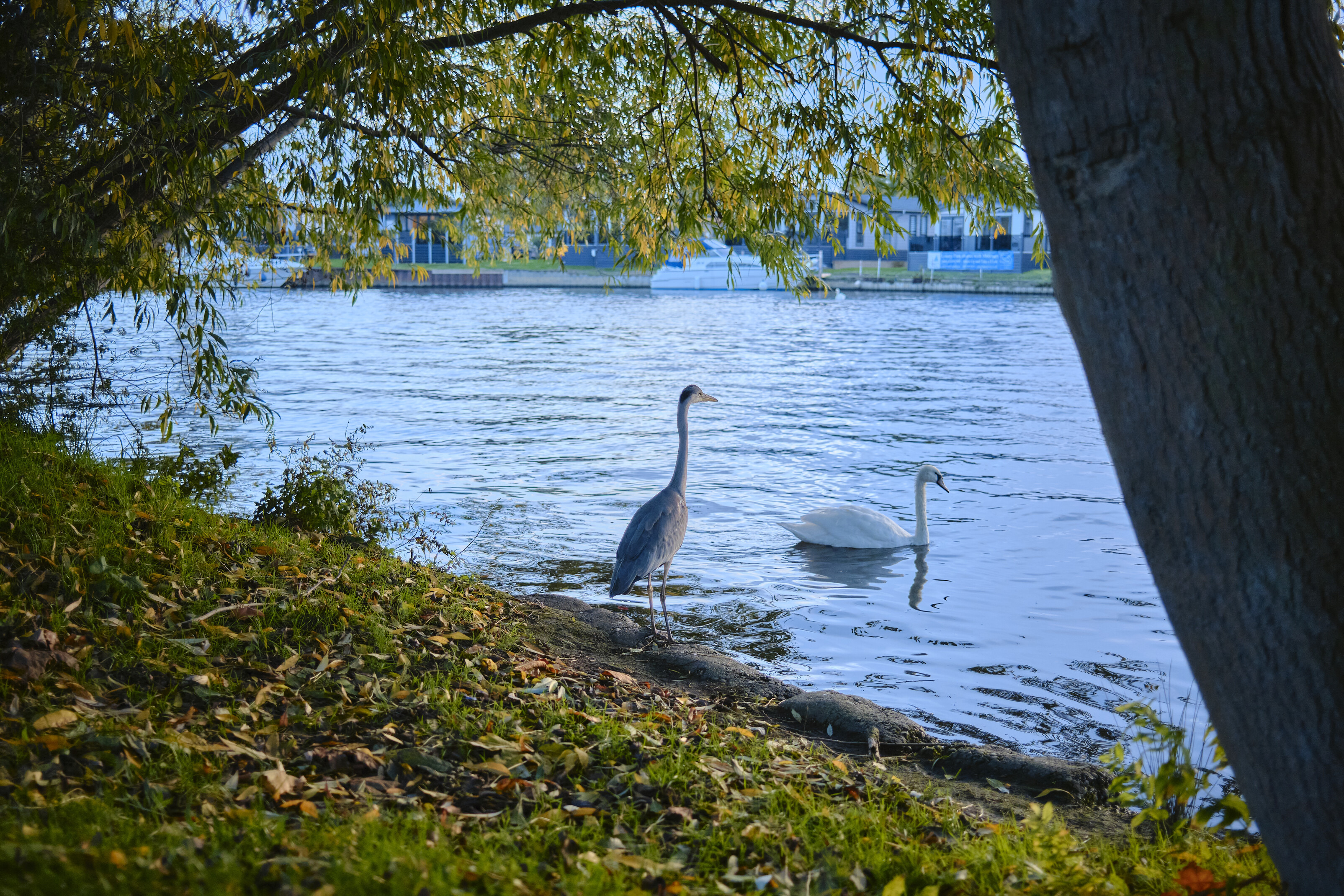 Heron stayed there just long enough for a photo