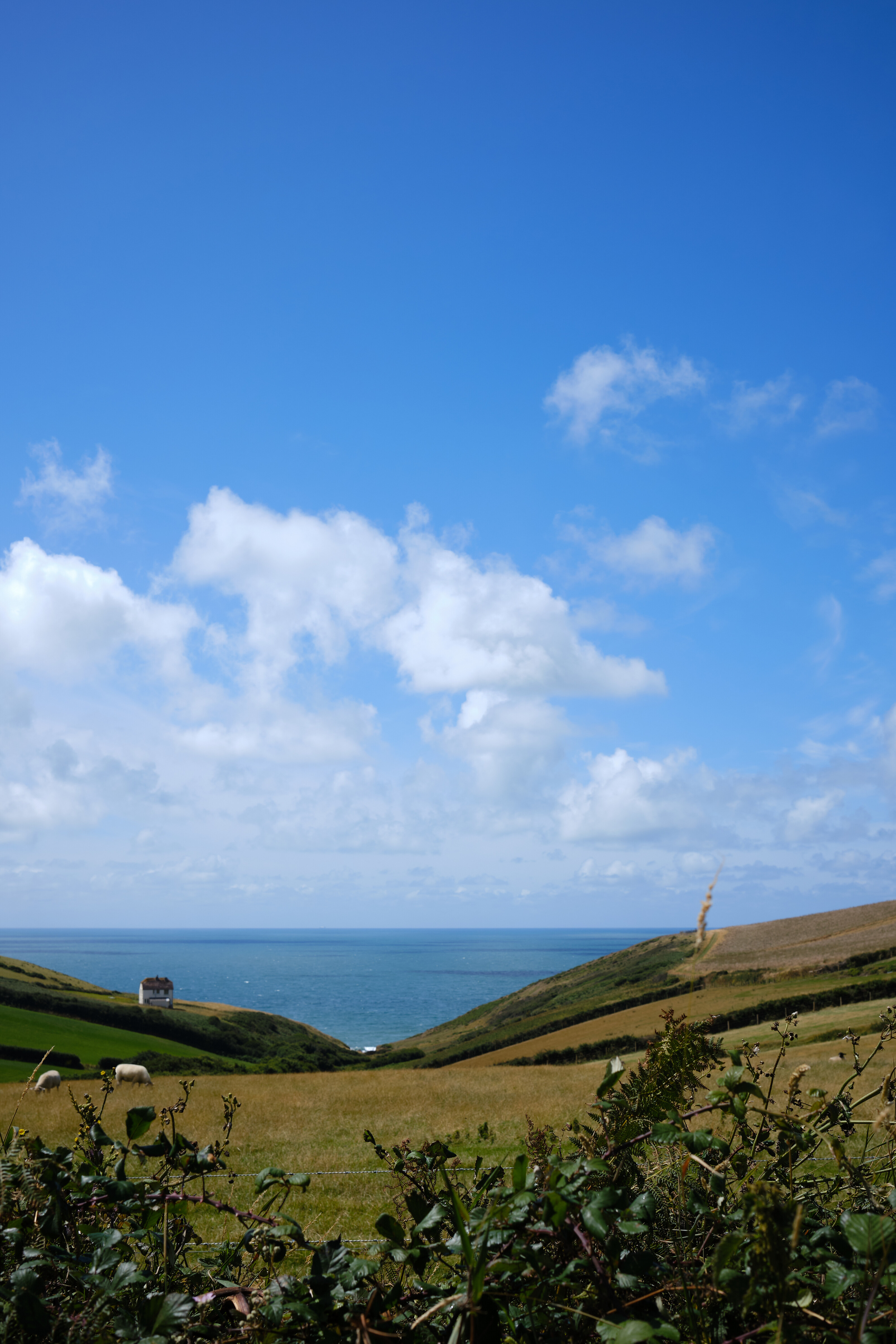 not bad for holding my camera over the hedge