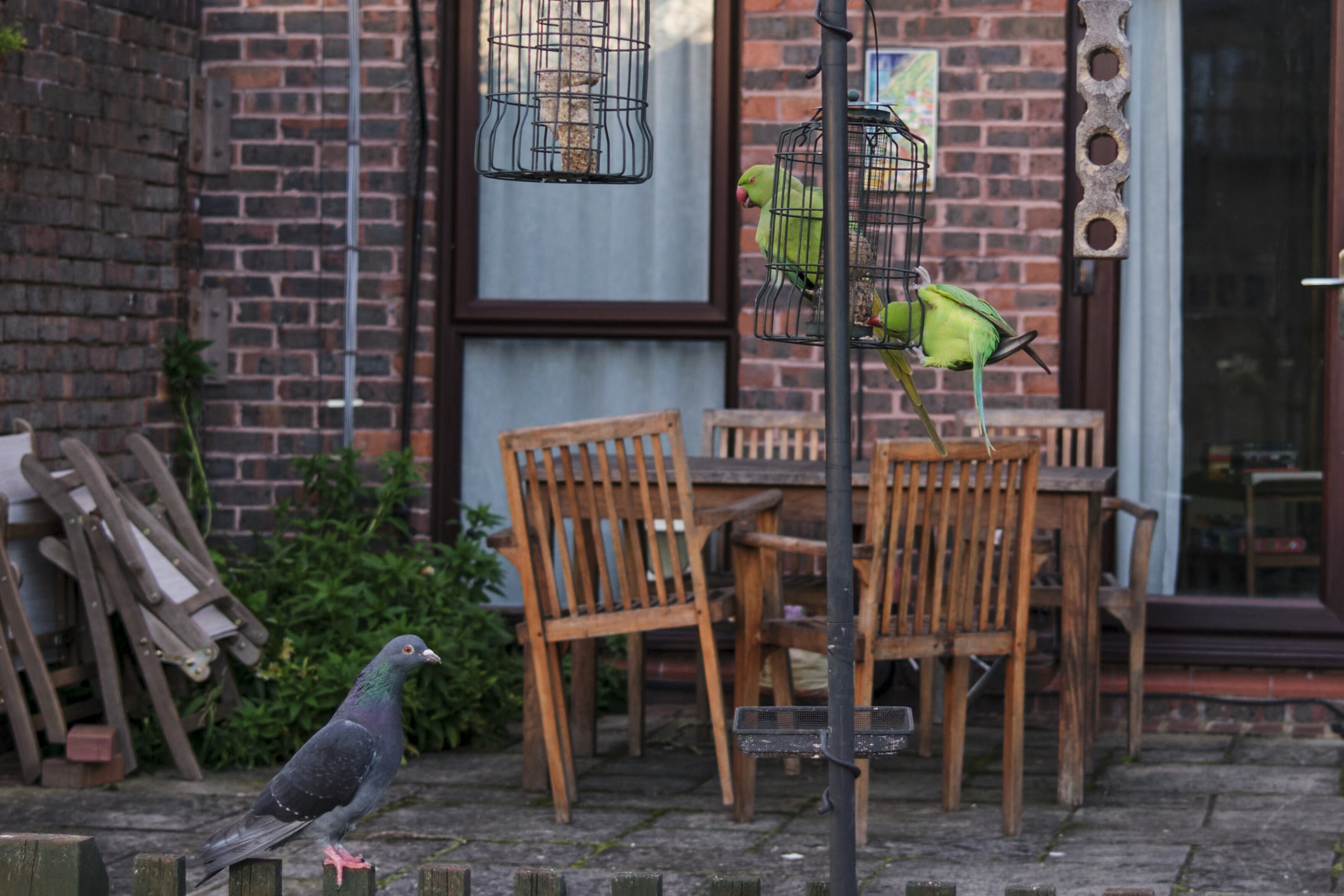 Foreigners stealing food