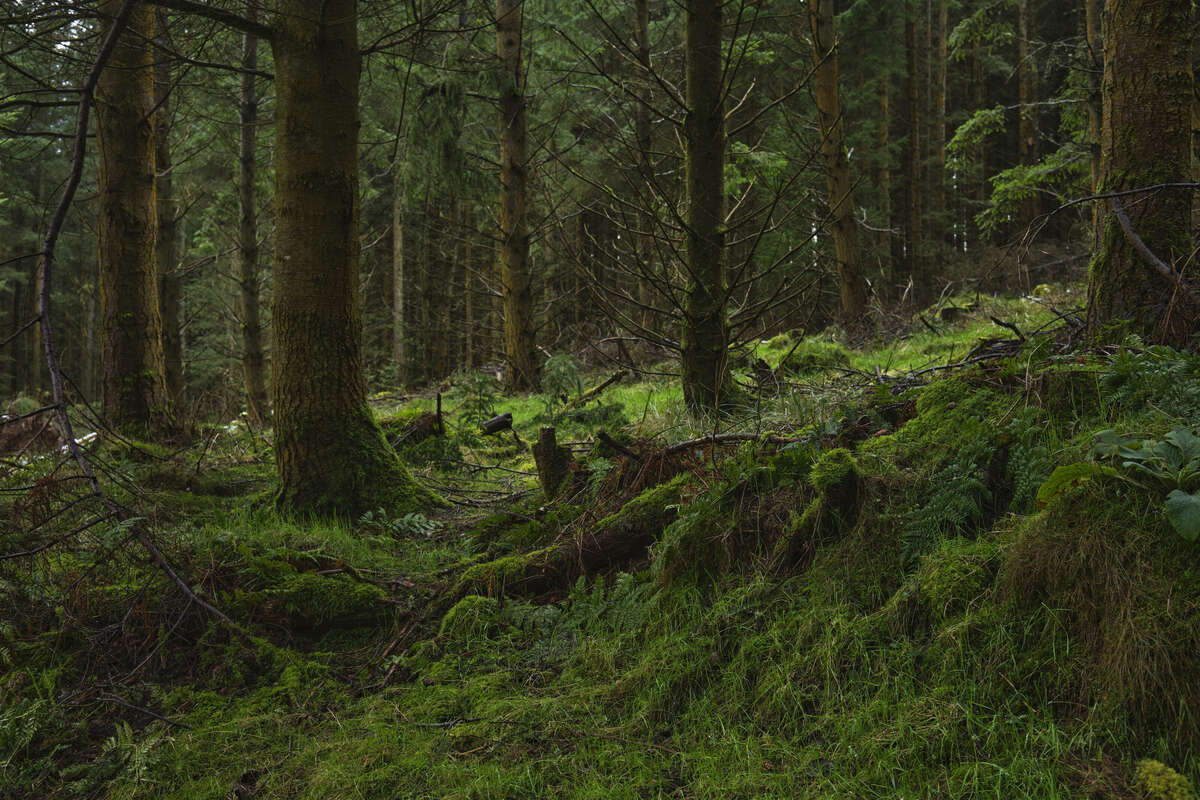 Tree, green and moss. What’s not to love
