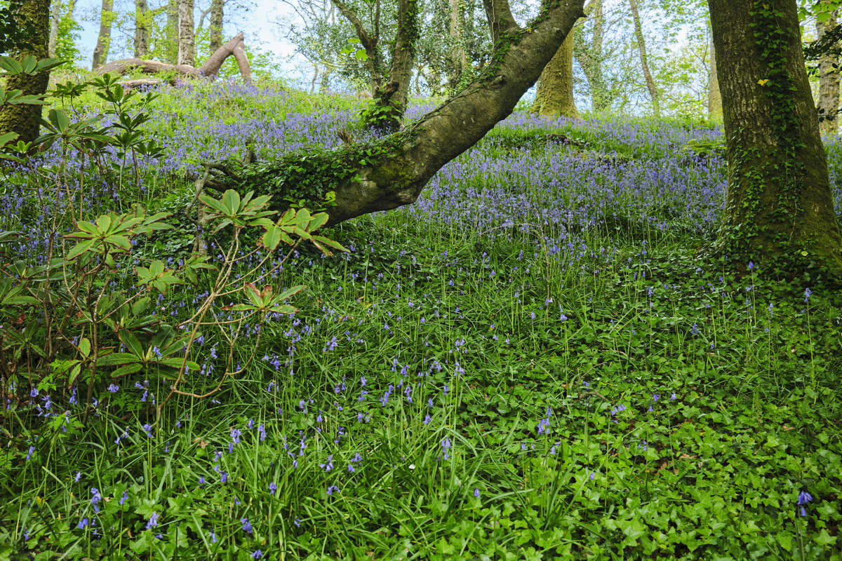 bluebells, bluebells. oh look some more