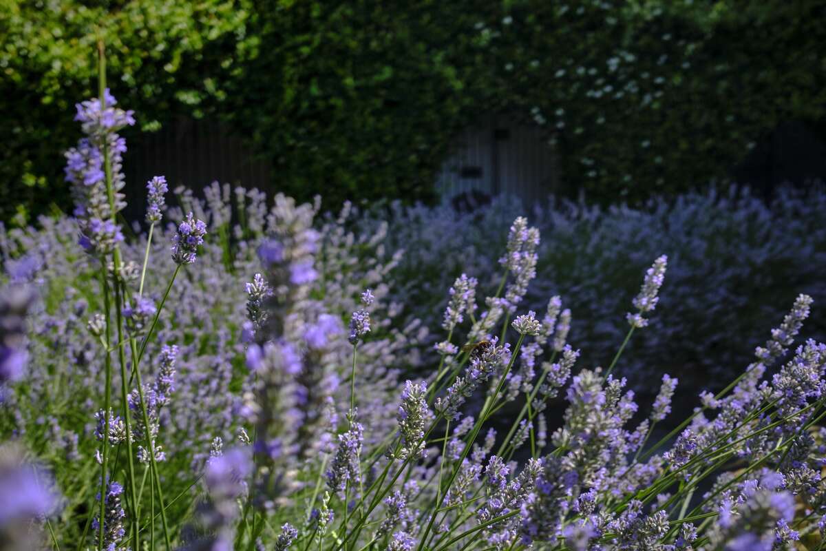 A sea of lavender, a bees dream
