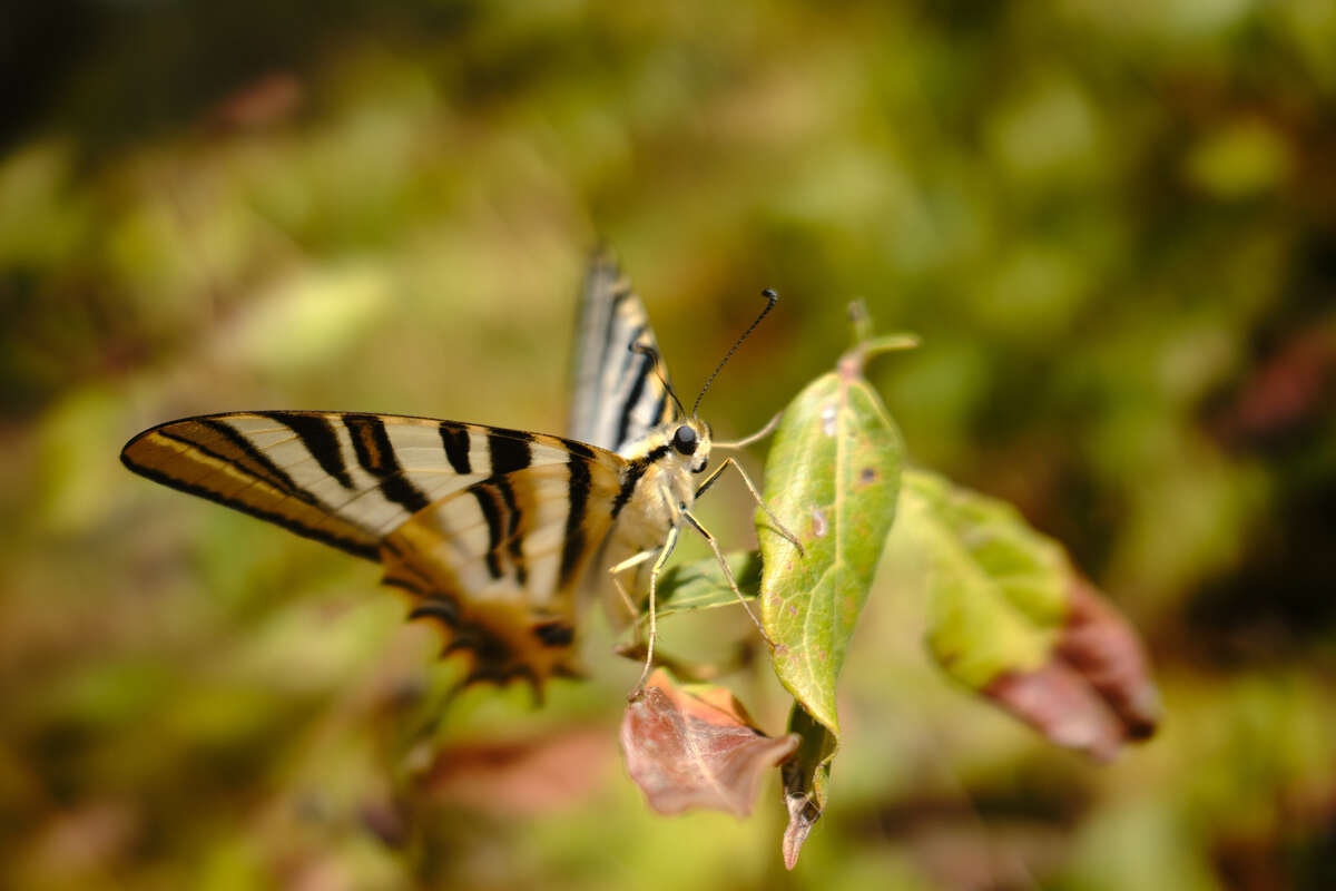 Butterfly kept coming back to us