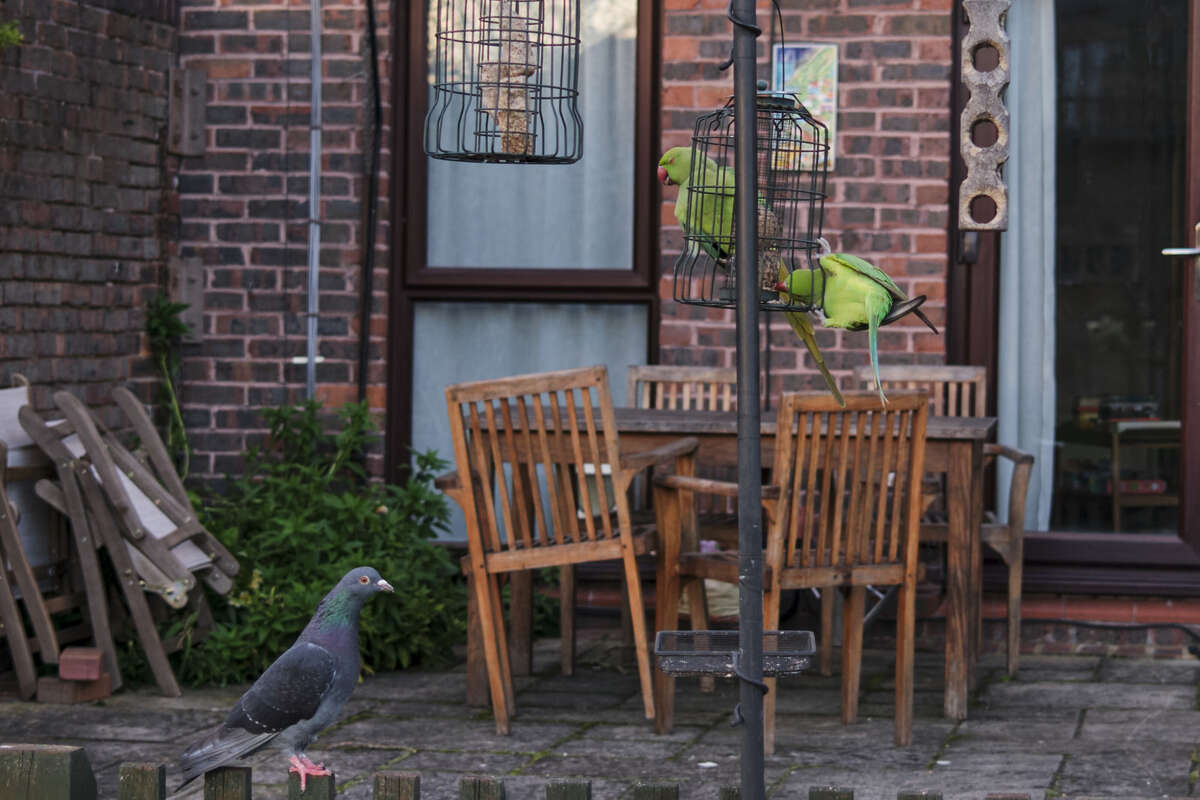 Foreigners stealing food