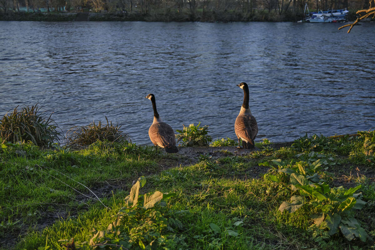 Geese enjoying the sunset